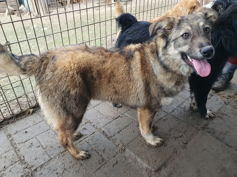 ♥ALISON♥ bezaubernde, verschmuste Junghündin voller Lebensfreude 49 cm