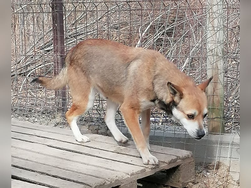⭐️KODA⭐️, vorsichtiger Rüde, 4,5 Jahre, 45 cm, Mischling, Tierschutz Rumänien
