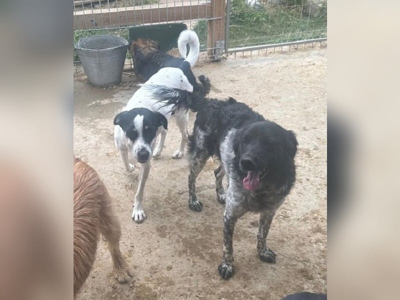 ♥ANIKA♥ zauberhafte, total menschenbezogene, zarte Hündin mit der handlichen Größe von 45 cm