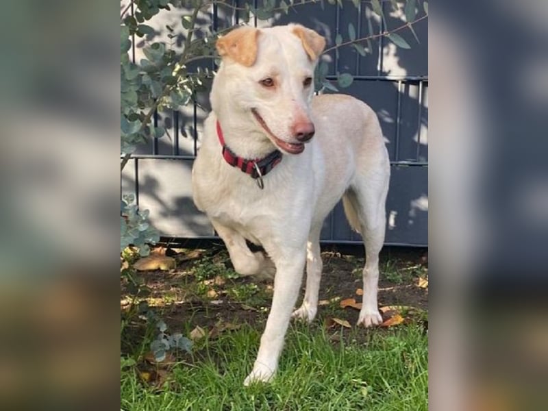 ♥MALEEN♥ auf Pflegestelle bei Duisburg - bildhübsche, süße, sanfte Hündin 47 cm