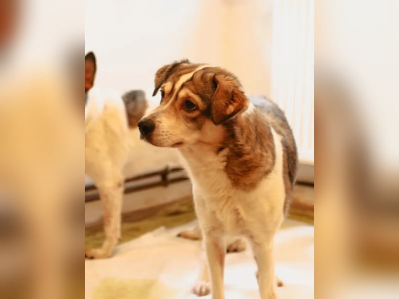 ⭐️TIMENTES⭐️, vorsichtige Hündin, 7 Jahre, 48 cm, Mischling, Tierschutz Rumänien