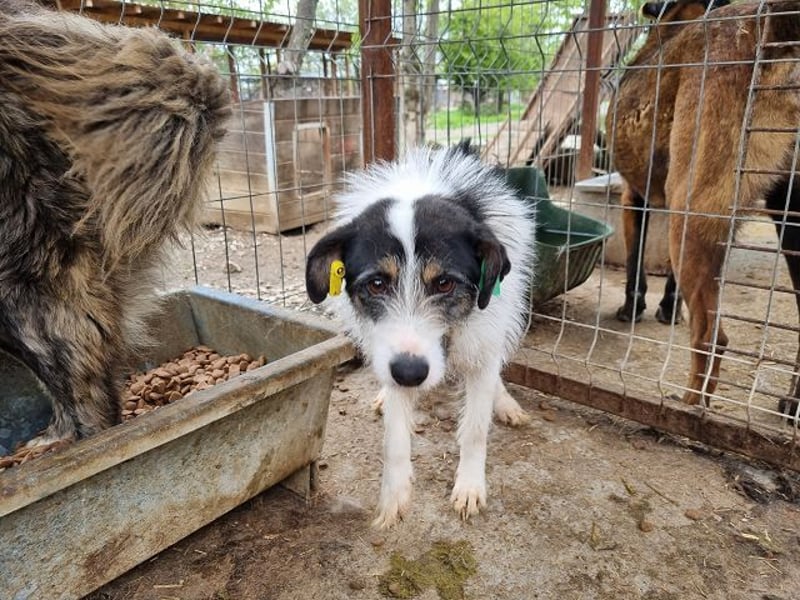 ♥FLORENCE♥ ab 9. Mai auf Pflegestelle bei Köln - bezaubernde, anfangs noch vorsichtige Hündin 48cm