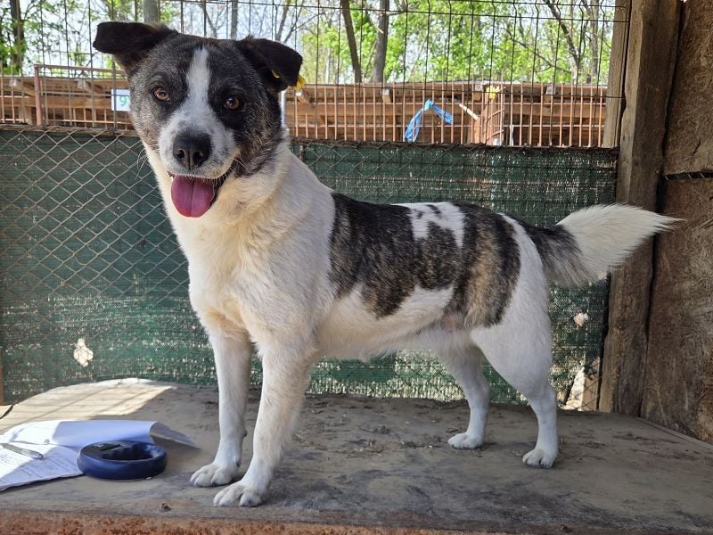 ♥SALLY♥ bildhübsche, ausgesprochene temperamentvolle und ganz menschenbezogene Hündin 46 cm