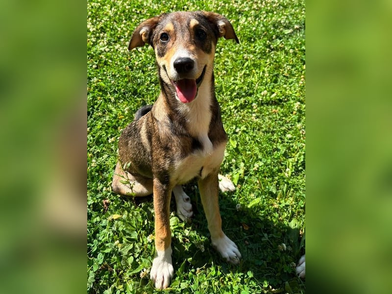 ♥HAZEL♥ auf Pflegestelle bei Duisburg - verspielte, anhängliche, liebevolle Juniorin 45cm (wachsend)