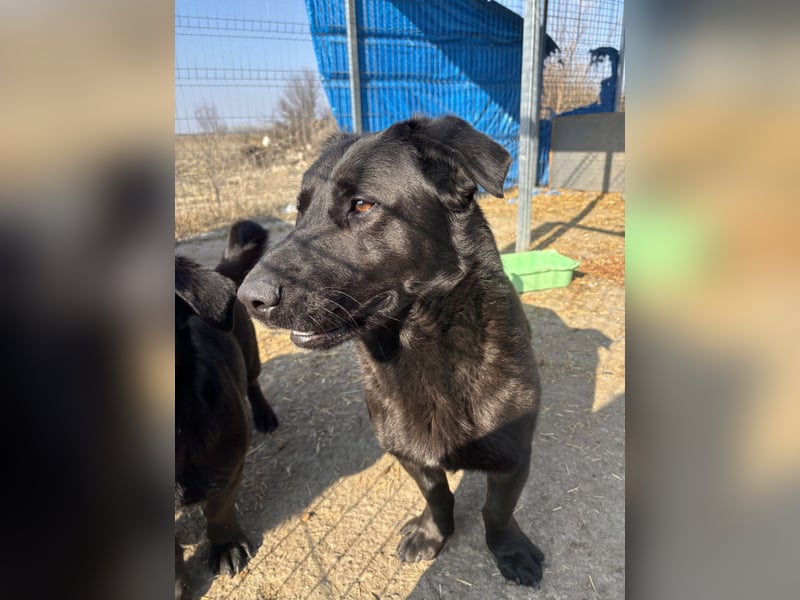 ⭐️COSTEL⭐️, lieber Charakter-Kopf, Rüde, 3,5 Jahre, 42 cm, Mischling, Tierschutz Rumänien