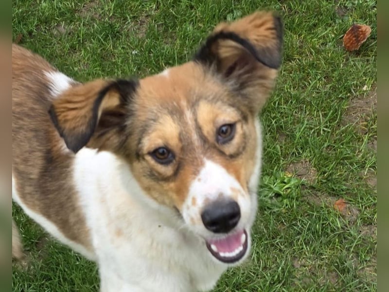 ♥SIDNEY♥ neu auf Pflegestelle bei Leverkusen -zuckersüße, verspielte, ausgeglichene Juniorin 49 cm