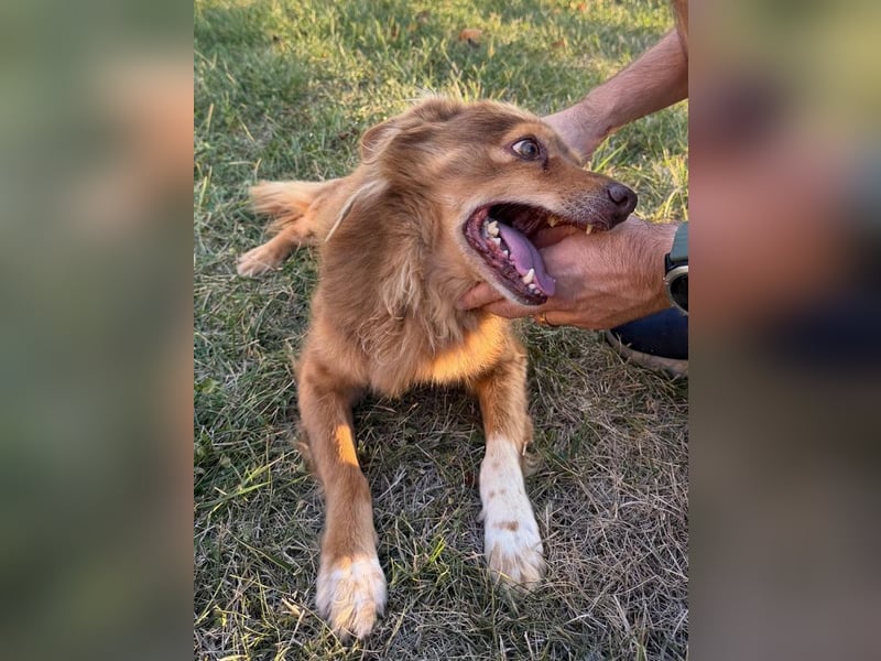 NOTFALL ♥BRUNO♥ hübscher, ruhiger, ganz lieber Hundeopi, der eine Familie hatte 43cm