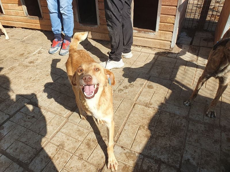 ♥SANTOS♥ anhänglicher, fröhlicher, aktiver, ganz toller Rüde 44 cm