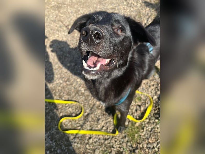 ♥CHICO♥ auf Pflegestelle in Köln - zuckersüßer, verschmuster, sanfter Junior 49 cm