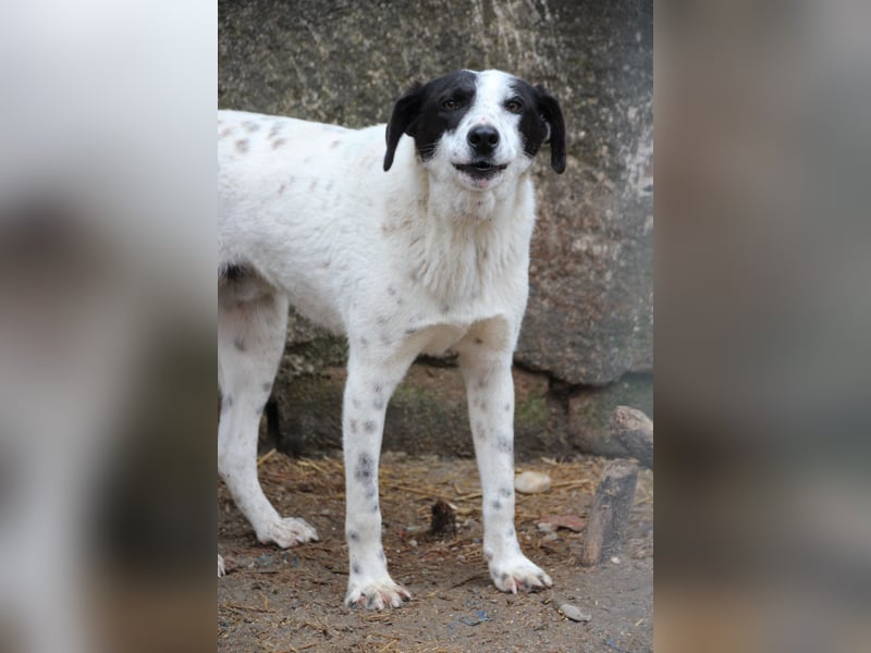 ⭐️SNOW⭐️, Herzensbrecher, Rüde, 1,5 Jahre, 50cm, Mischling, Tierschutz Rumänien