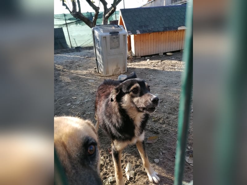 ⭐️SAERO⭐️, idealer Familienhund, Rüde, 4,5 Jahre, 46 cm, Mischling, Tierschutz Rumänien