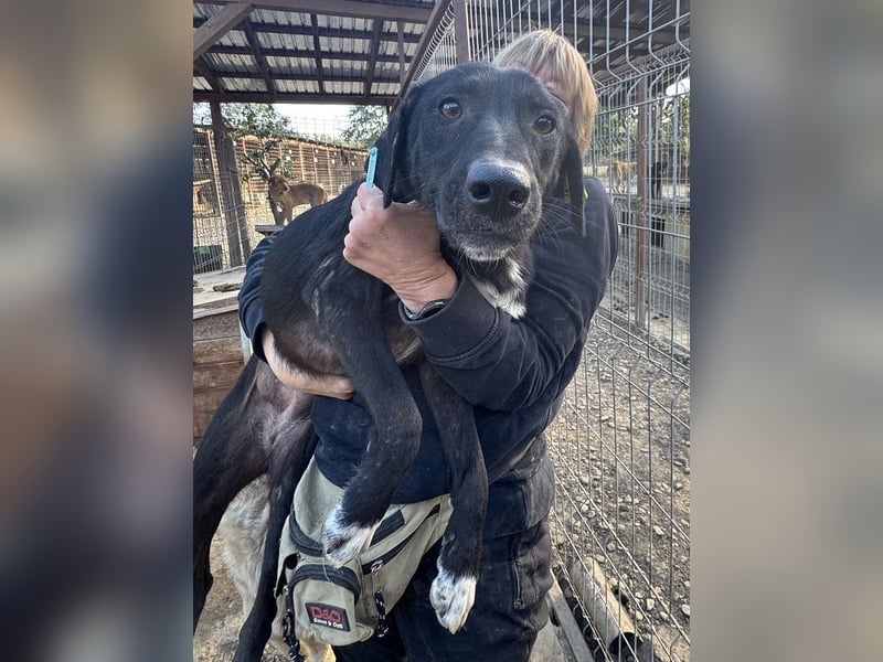 ♥ELENA♥ wunderschöne, aufgeweckte, unkomplizierte Traumhündin 50 cm