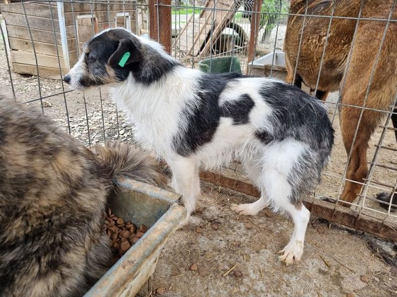 ♥FLORENCE♥ ab 9. Mai auf Pflegestelle bei Köln - bezaubernde, anfangs noch vorsichtige Hündin 48cm