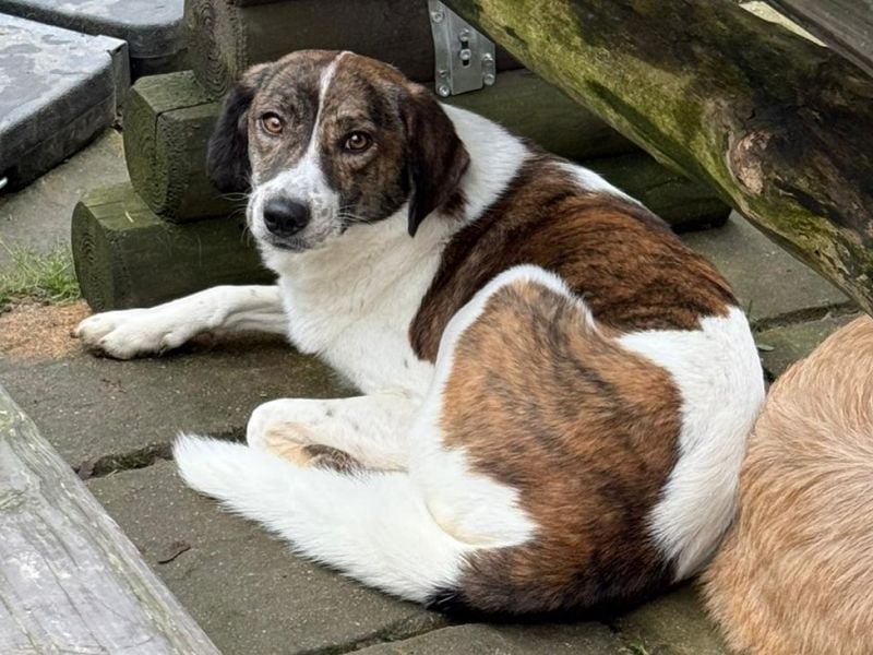 ♥NORA♥ neu auf Pflegestelle bei Köln - hübsche, sanftmütige, sensible Hündin 48 cm