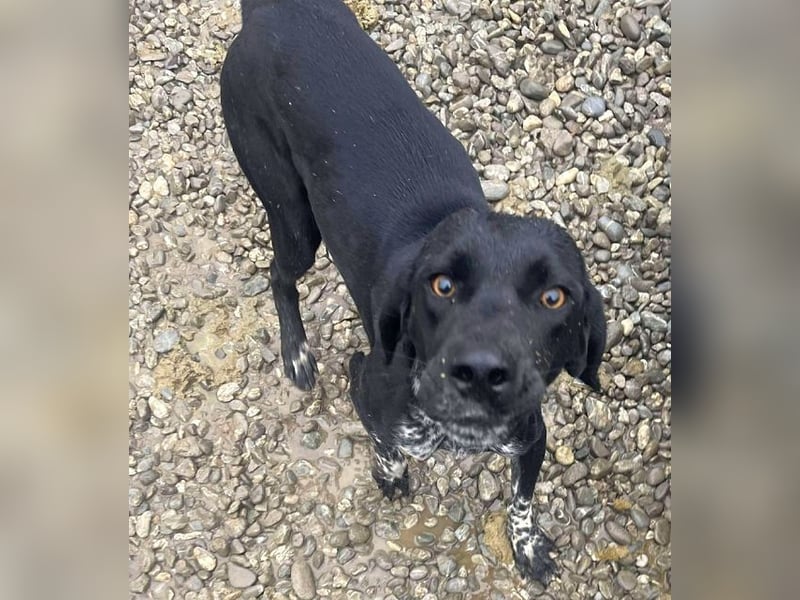 ♥FINNA♥ wunderbare, hübsche, sanfte Juniorin, die völlig entkräftet ins Tierheim kam-wird mittelgroß