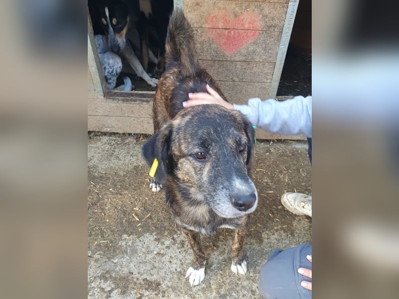 ♥RUSTY♥ unfassbar verschmuster und kuschelbedürftiger, wunderschöner, gestromter Rüde 49 cm