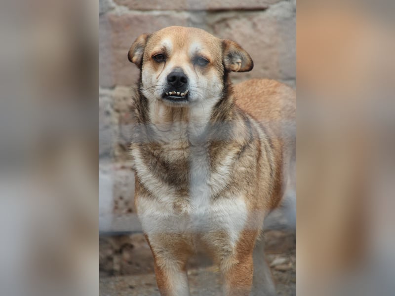 ⭐️KODA⭐️, vorsichtiger Rüde, 4,5 Jahre, 45 cm, Mischling, Tierschutz Rumänien