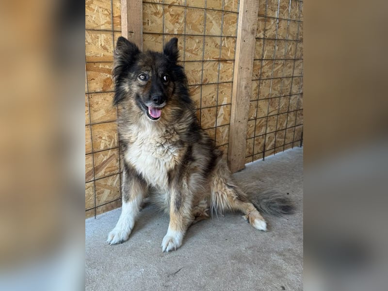 ♥LEO♥ ab 29. Aug auf Pflegestelle bei Köln-wunderschöner, lieber,ruhiger, aufgeschlossener Rüde 49cm
