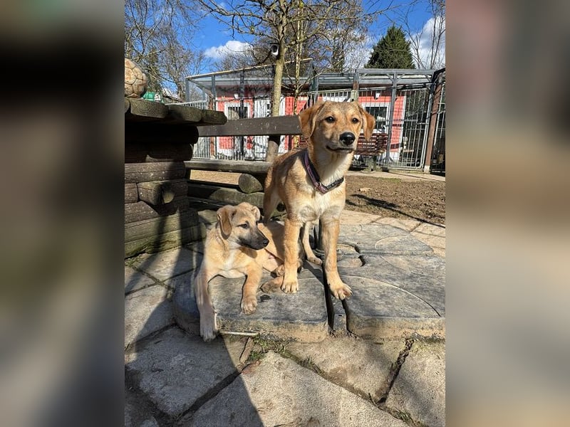 ♥DIDI♥ auf Pflegestelle bei Köln - bezaubernder, verspielter Welpenjunge 44cm - wird mittelgroß