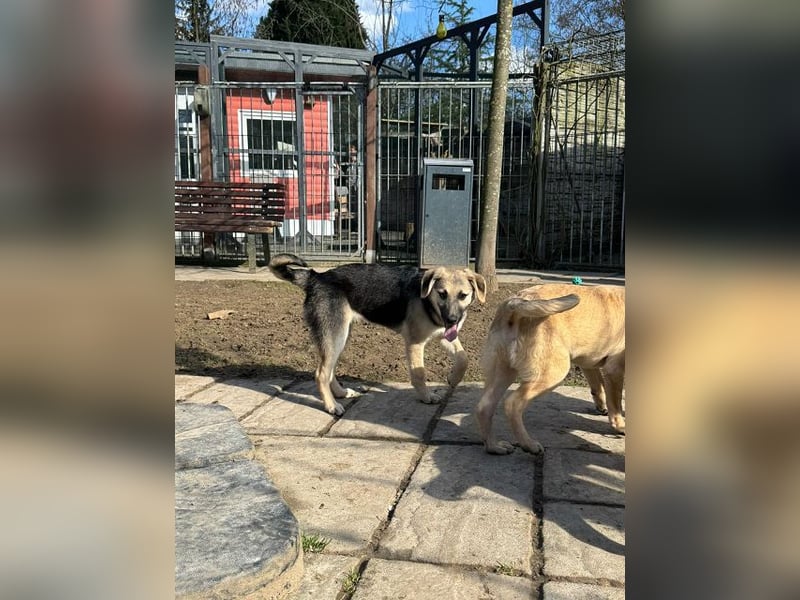 ♥DINA♥ auf Pflegestelle bei Köln-hübsches, liebes, verspieltes Welpenmädchen 42cm