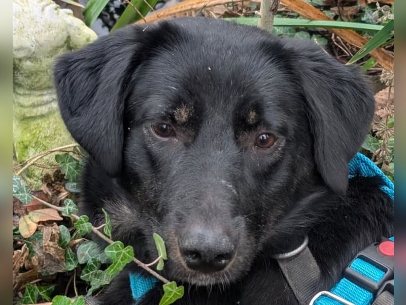 ♥MARIA♥ auf Pflegestelle bei Köln - süße, noch ängstliche, ganz liebe Junghündin 43 cm