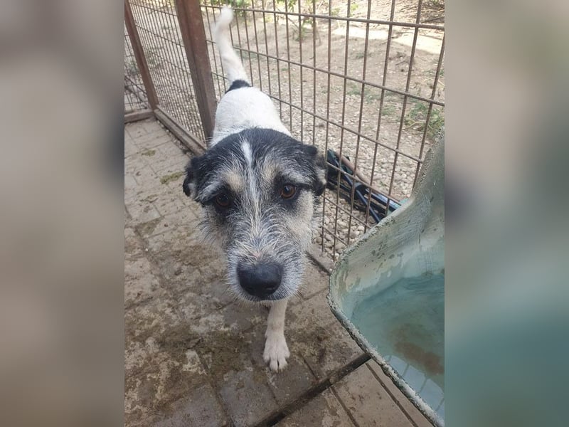 ♥FRIDO♥ süßer, hübscher, neugieriger Hundejunge mit terrierähnlichem Aussehen 49 cm