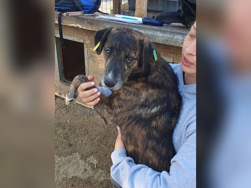 ♥RUSTY♥ unfassbar verschmuster und kuschelbedürftiger, wunderschöner, gestromter Rüde 49 cm