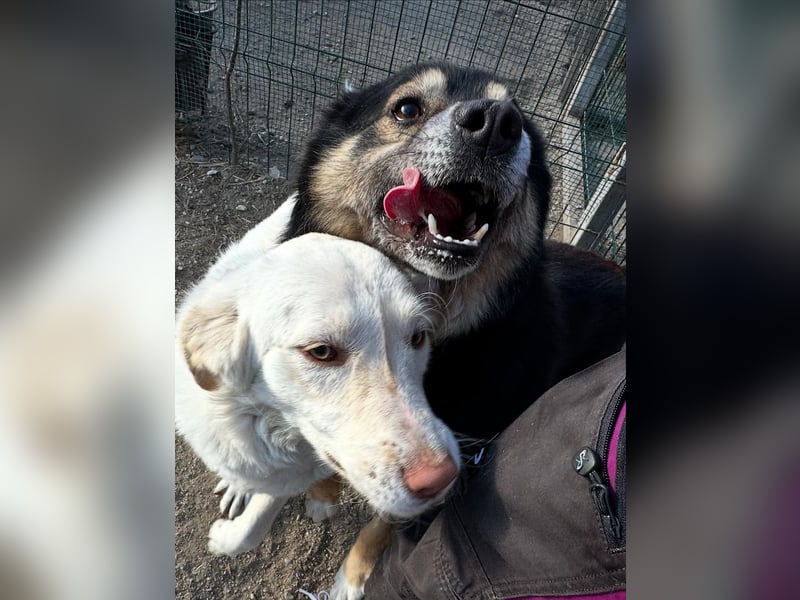 ⭐️SAERO⭐️, idealer Familienhund, Rüde, 4,5 Jahre, 46 cm, Mischling, Tierschutz Rumänien
