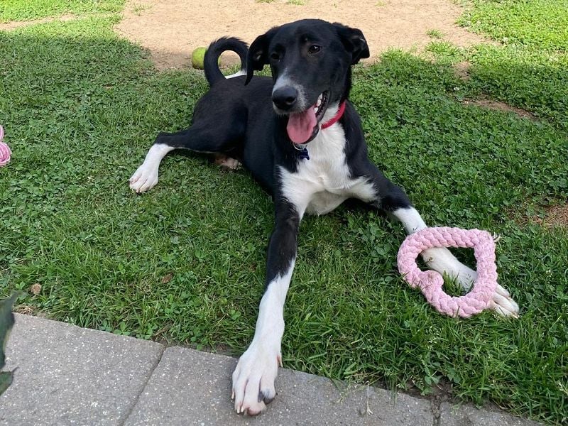 ♥ARNO♥ neu auf Pflegestelle bei Duisburg - bildhübscher, fröhlicher, verspielter Junior 48cm
