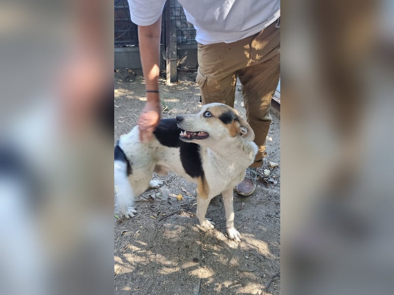 ⭐PICCOLO⭐, Rüde, 1,5 Jahre, 45 cm, Mischling, Tierschutz Rumänien