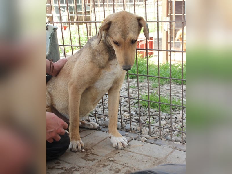 ♥QUERIDO♥ wunderschöner, zarter, etwas zurückhaltender Schatz 49 cm