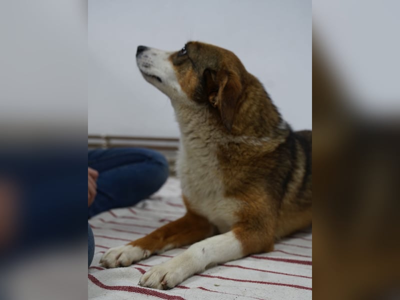 FELIPA, ab 22.08. Pflegestelle Hennef, 1 Jahr, 44 cm, Tierschutz Rumänien