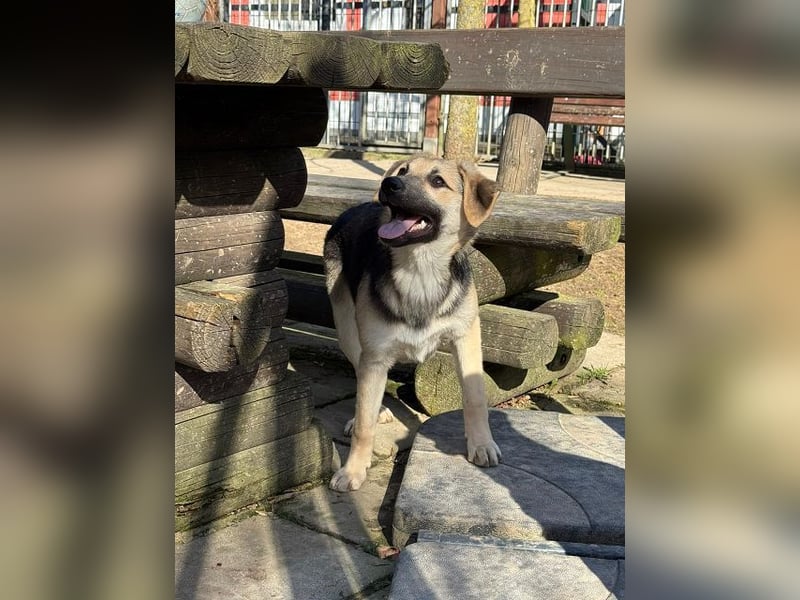 ♥DINA♥ auf Pflegestelle bei Köln-hübsches, liebes, verspieltes Welpenmädchen 42cm