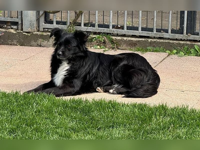 ♥ZELDA♥ auf Pflegestelle in Köln - ganz niedliche, kleine, noch etwas unsichere Hündin 41cm