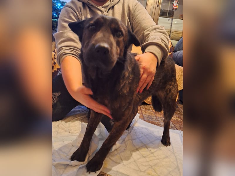 ⭐️ZANA⭐️, Knutschkugel, Hündin, 8,5 Jahre, 45 cm, Mischling, Tierschutz Rumänien