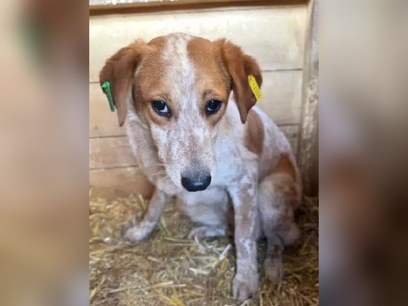 ♥LUZ♥ süße, noch zurückhaltende Junghündin mit wunderschöner Fellzeichnung 45 cm