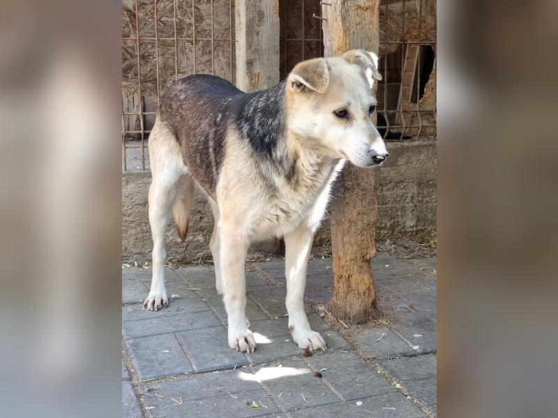 ♥JELKA♥ zuckersüße, sensible, noch unsichere Hündin 46 cm