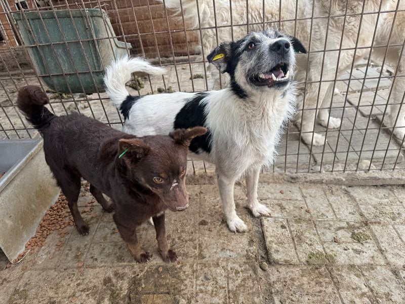 ♥FRIDO♥ süßer, hübscher, neugieriger Hundejunge mit terrierähnlichem Aussehen 49 cm