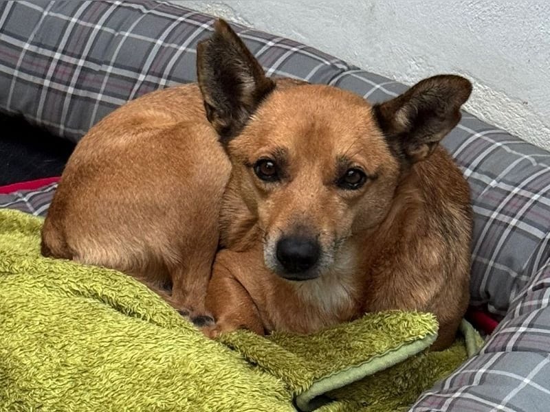 ♥AXEL♥ auf Pflegestelle bei Köln - verschmuster, sehr menschenbezogener Traumhund 48 cm