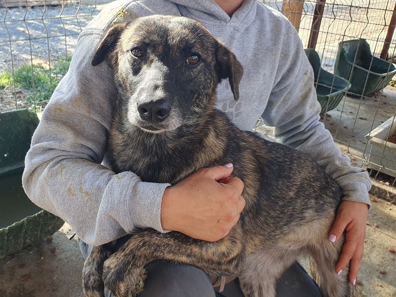 ♥MABLE♥ wunderschöne braun gestromte, ganz liebe, anfangs noch etwas vorsichtige Junghündin 47 cm