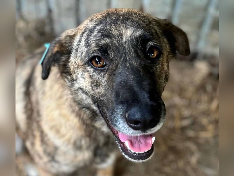 ♥JOELINA♥ super liebe, verschmuste hübsche gestromte Hündin 49 cm