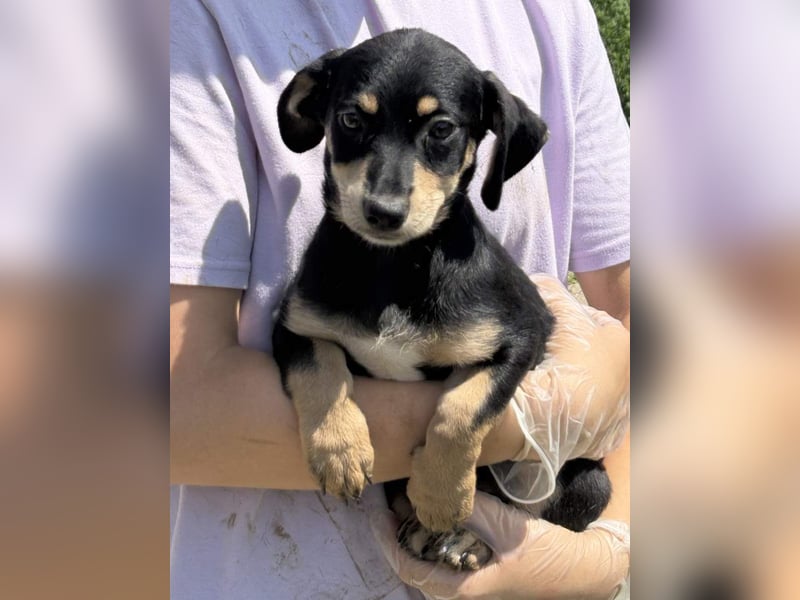 ⭐️Mila⭐️, zum Verlieben, Welpe, Hündin, 3 Monate, 25 cm (im Wachstum), Mischling, Tierschutz Rumänie