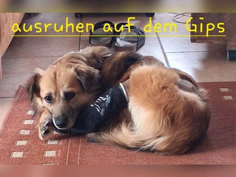 ♥DIDRIK♥ auf Pflegestelle bei Köln - süßer, lieber, dankbarer, blinder Purzel 45 cm