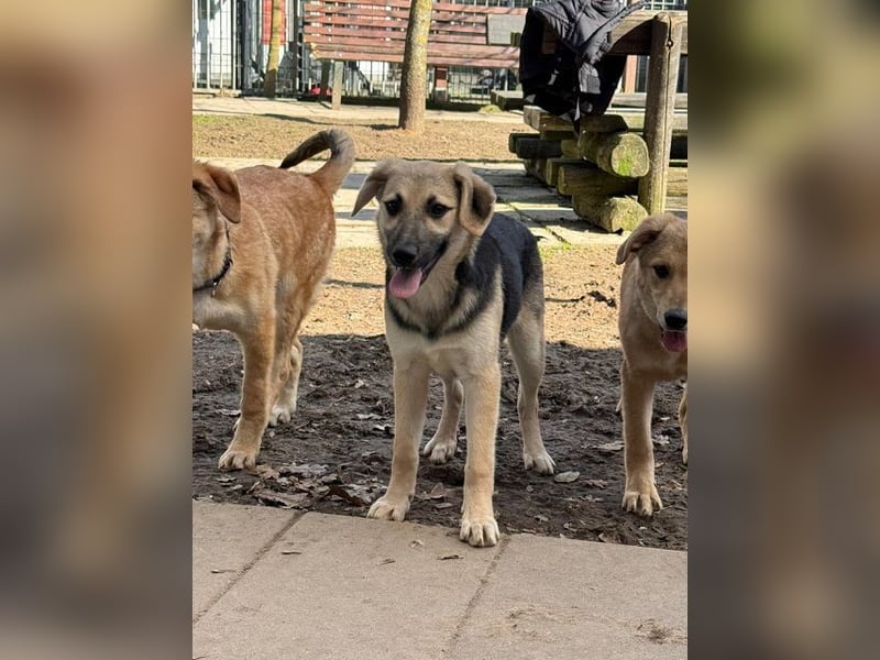 ♥DINA♥ auf Pflegestelle bei Köln-hübsches, liebes, verspieltes Welpenmädchen 42cm