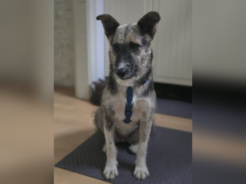 OLIVIA, Traumhündin, 2 Jahre, 50 cm, Pflegestelle 53773, Tierschutz Rumänien