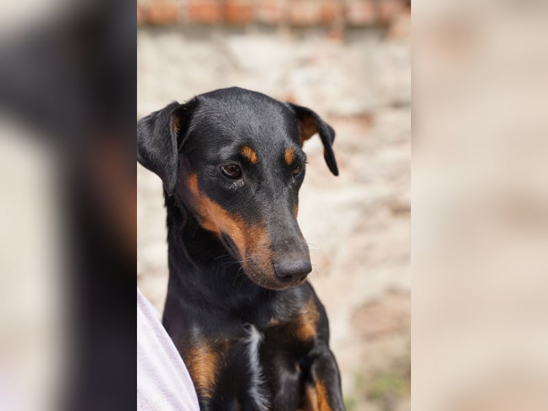 PITTI, superliebe Hobbyjägerin, 1,5 Jahre, 42 cm, Mischling, Tierschutz Rumänien