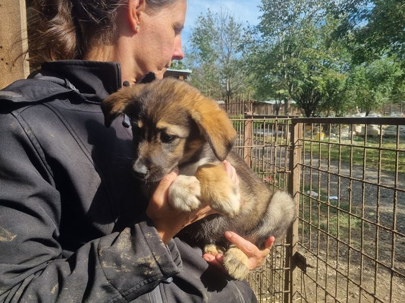 ♥ALISON♥ bezaubernde, verschmuste Junghündin voller Lebensfreude 49 cm