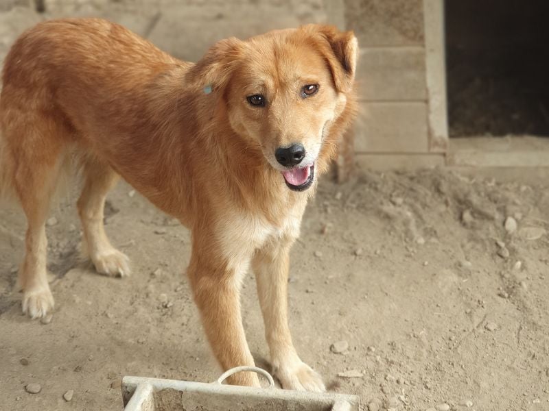 ♥MAIBLE♥ süße, so liebe, noch etwas zurückhaltende Hündin, die schon 4 Jahre im Tierheim wartet 50cm