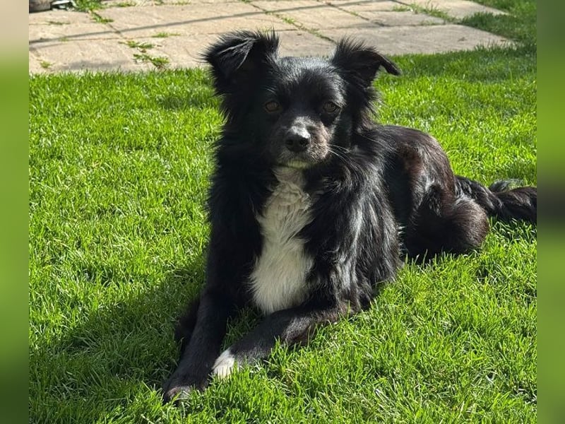 ♥ZELDA♥ auf Pflegestelle in Köln - ganz niedliche, kleine, noch etwas unsichere Hündin 41cm