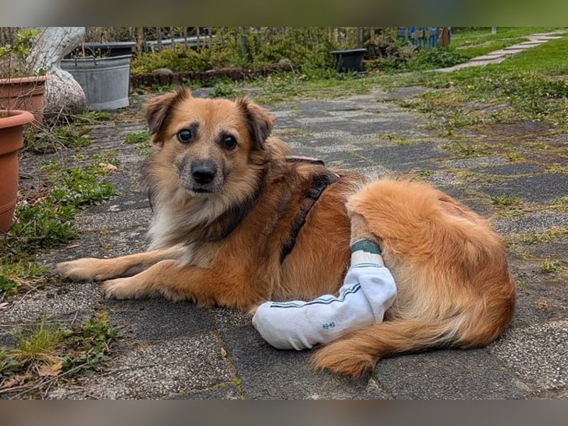 ♥DIDRIK♥ auf Pflegestelle bei Köln - süßer, lieber, dankbarer, blinder Purzel 45 cm